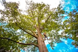 Lawn Pest Prevention in Buchanan, GA