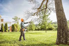 Best Tree Removal  in Buchanan, GA