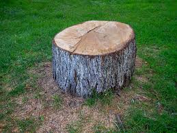 Best Tree Cabling and Bracing  in Buchanan, GA