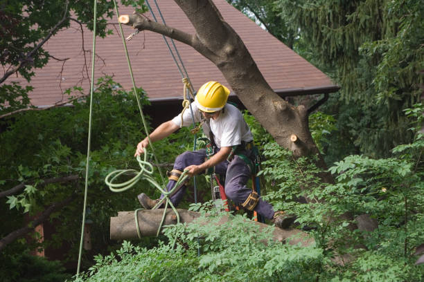 Best Lawn Pest Prevention  in Buchanan, GA