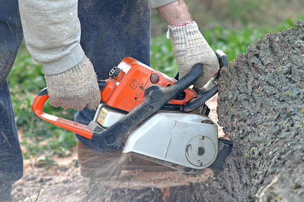 Best Commercial Tree Services  in Buchanan, GA