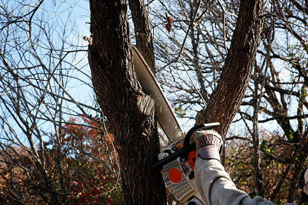 Best Hazardous Tree Removal  in Buchanan, GA