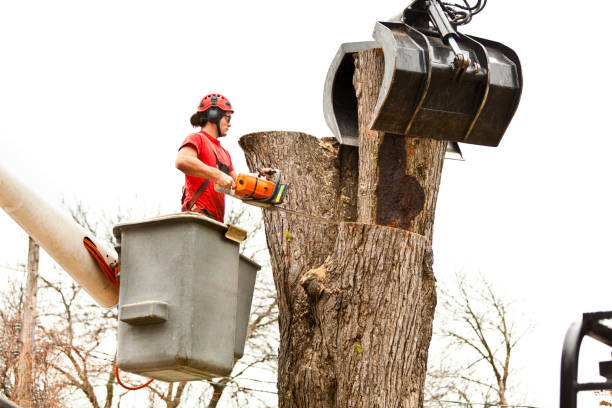 Best Tree Cabling and Bracing  in Buchanan, GA