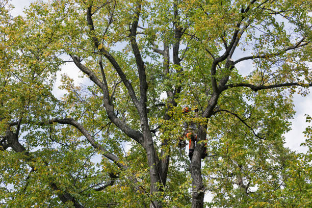 Professional Tree Care in Buchanan, GA